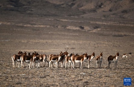 走進(jìn)阿爾金山 鏡遇秘境昆侖
