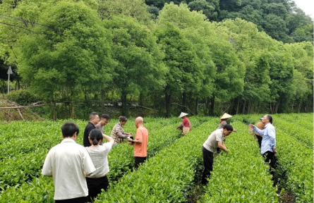 點綠成金 江西上饒農(nóng)產(chǎn)品激活產(chǎn)業(yè)振興新引擎