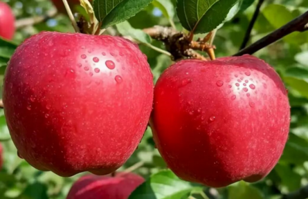 家鄉(xiāng)特優(yōu)農產品大學生推薦官 | 品牌手記?：寧脆蘋果：來自黃土高原的甜蜜饋贈