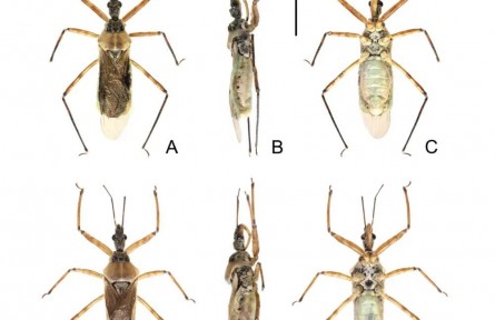 西藏發(fā)現(xiàn)新物種