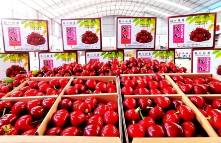 冬日“莓”好搶先嘗！甘肅張家川特色產(chǎn)業(yè)集群成鏈