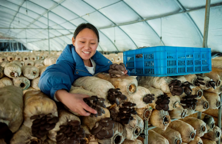 安徽含山運(yùn)漕鎮(zhèn)：小平菇 大產(chǎn)業(yè)