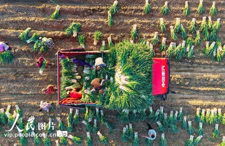 河南新野：收獲鋼蔥