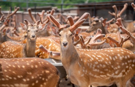 從非遺炮制到智慧養(yǎng)殖，吉林東豐梅花鹿勾勒發(fā)展圖景