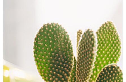 你的鞋和包，可能是用菠蘿葉、蘋果渣、仙人掌皮做的