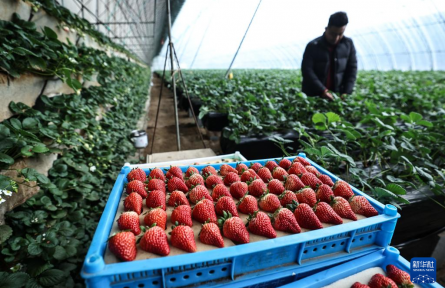 遼寧東港：草莓產(chǎn)銷熱