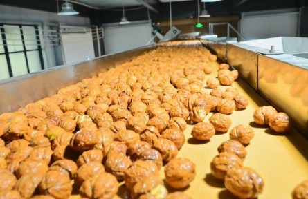 協(xié)作賦能+“園中園” 小核桃長成富民大產(chǎn)業(yè)