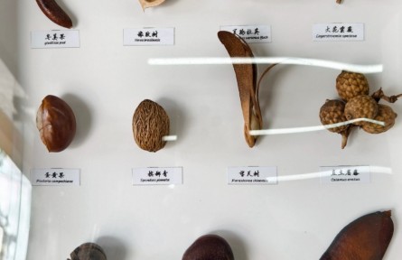 雨林的信箋：一件“可帶走的雨林”禮物（邰玉貞）