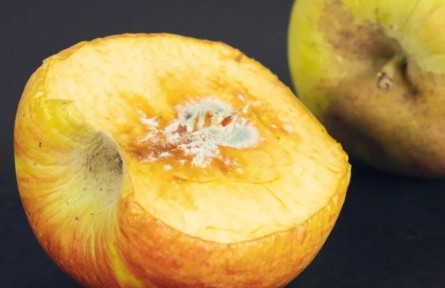 辟謠|長了霉斑的蘋果，削掉一塊再吃就安全了？