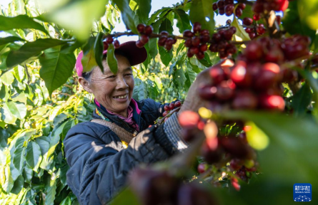 云南臨滄：構(gòu)建咖啡“從種到杯”全產(chǎn)業(yè)鏈