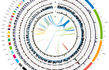 黑龍江農(nóng)墾科學(xué)院成功構(gòu)建籽鵝全基因組圖譜