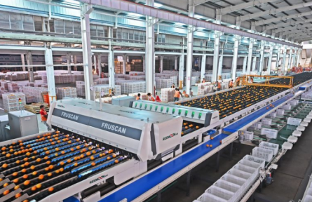 江西贛州：贛南臍橙裝上“數(shù)字芯” 一顆橙子的智慧旅程