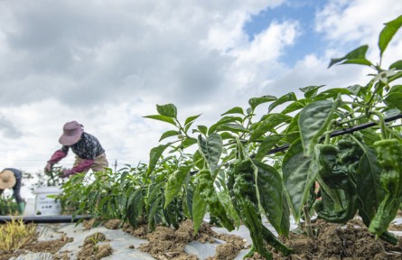 人勤春早 不負春光——立春時節(jié)農(nóng)耕一線見聞