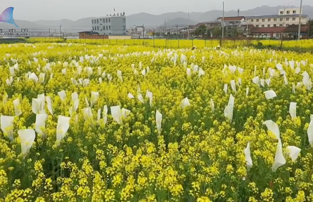 三步實(shí)現(xiàn)三倍速——揭秘油菜育種“快”技術(shù)