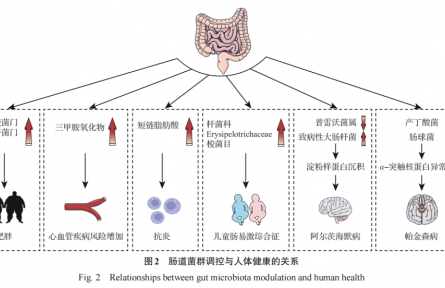 食品科學(xué)視角下的腸道微生物組與精準(zhǔn)營養(yǎng)研究進(jìn)展