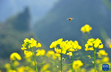 油菜花開春意濃