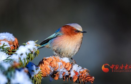 甘肅：雪落祁連遇“精靈” 鳳頭雀鶯舞春光