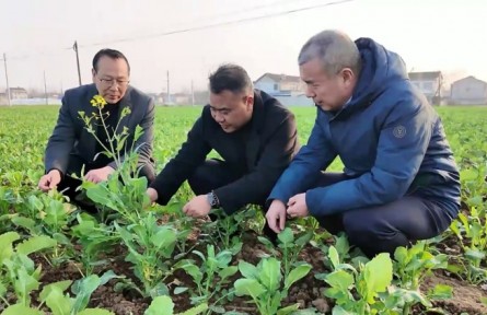 湖北：農(nóng)技專家下沉一線 助力油菜小麥春管