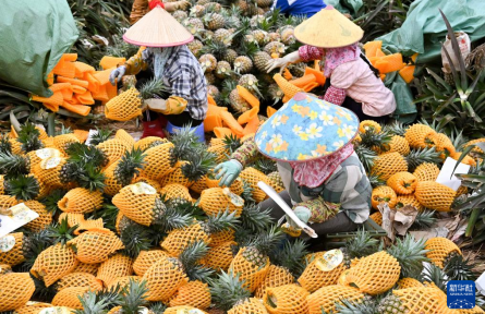 海南：春日鳳梨飄香