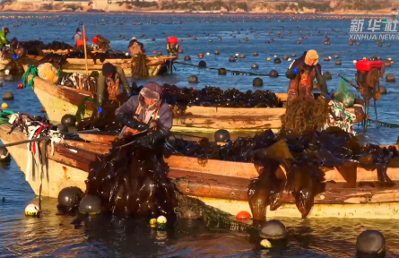 山東榮成：18萬畝海帶進(jìn)入間割收獲期