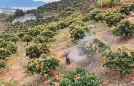 廣西百色：深耕“農(nóng)文旅”融合發(fā)展 果農(nóng)種好“致富果”吃上“旅游飯”