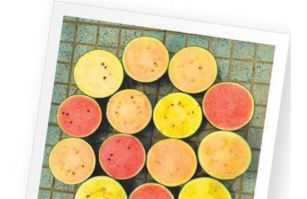 西瓜為何四季甜