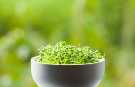 “春吃芽，賽過肉”！這5種春芽，疏通肝氣、健脾和胃