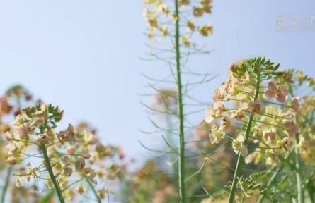 驚艷！江西農(nóng)大教授團(tuán)隊(duì)培育出80種彩色油菜花