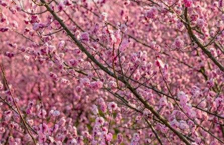 陜西西安：半壁粉霞 半壁翠微