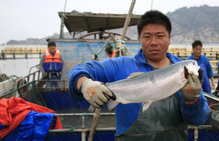 浙產三文魚即將“游”上餐桌