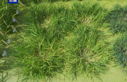 我國(guó)科學(xué)家培育出多年生“長(zhǎng)壽水稻”