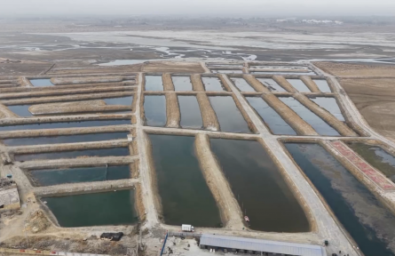 18萬只蟹苗“安家”塔克拉瑪干沙漠