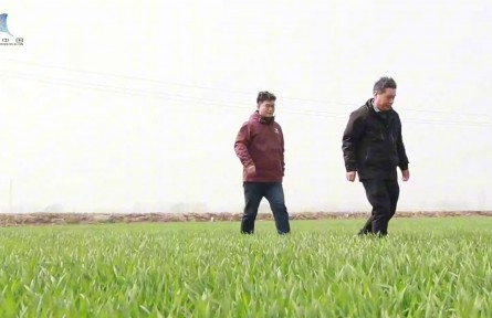 小麥春管黃金20天，農(nóng)業(yè)科普教你“看苗下菜”