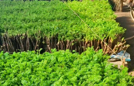 吉林省農(nóng)村產(chǎn)權(quán)交易市場(chǎng)助力“閑置棚”變“增收棚”