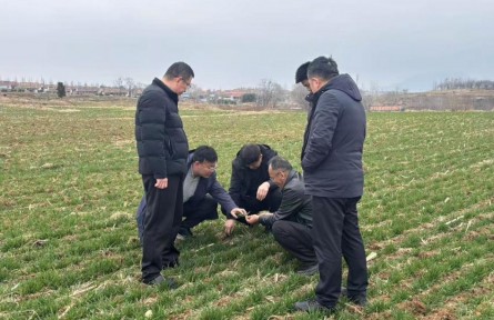 山東日照：農(nóng)技送田埂 “老把式”種出新“希望”