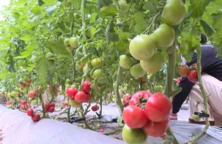 陜西蒲城：滿棚盡是致富果 春意盎然采收忙