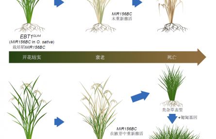 一次播種多茬收獲！水稻有望突破“一歲一枯榮”