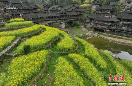 貴州遵義烏江寨：梯田油菜花綻放