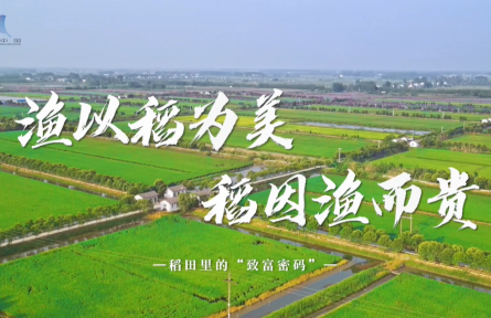 稻田里的“致富密碼”
