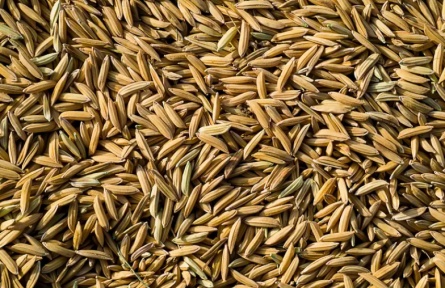 大突破！中國水稻再破世界難題，以后種地再也不用年年買種子了？