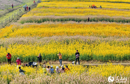 江西樟樹：彩色油菜花扮靚鄉(xiāng)村引客來