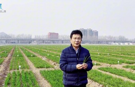 小麥弱苗多？專家教你“一肥兩施、一捏一?！?/></a>
<ul><li><a href=