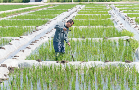 黑龍江：黑土“煥新” 筑牢大國(guó)糧倉(cāng)的根基