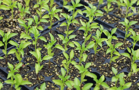 沃野千里春耕忙 廣袤田園繪新景