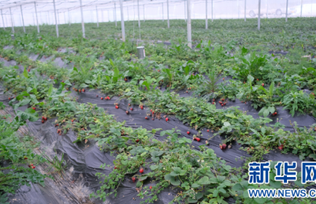 貴陽(yáng)花溪：打造鄉(xiāng)村振興“莓”好生活