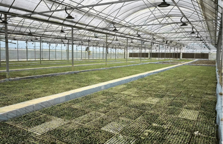 秀山縣官莊街道：800萬(wàn)株辣椒壯苗筑牢增收根基