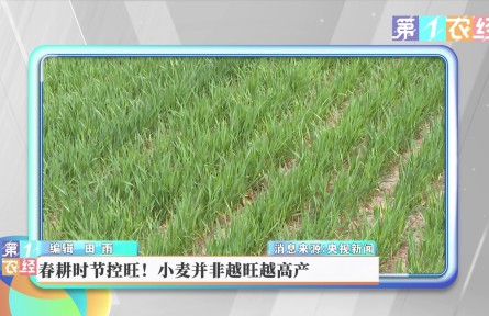 春耕時(shí)節(jié)控旺！小麥并非越旺越高產(chǎn)