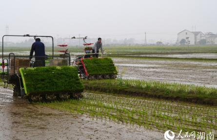 田埂上的春耕會(huì)，勾勒三湘好“豐”景