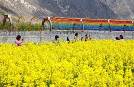 甘南舟曲：萬(wàn)畝油菜花綻放“藏鄉(xiāng)江南”引客來