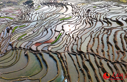 云南紅河綠春：萬(wàn)畝梯田披新綠 春耕沃野農(nóng)事忙